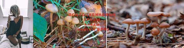 дживик Ладушкин